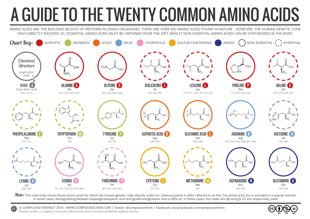 Bodybuilding Amino Acids