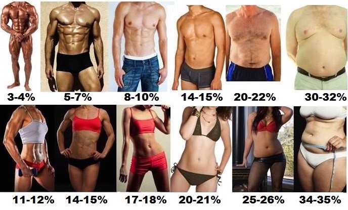 Bodybuilding Body Fat Calculator