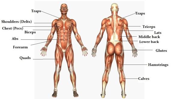 Body Part Split Bodybuilding