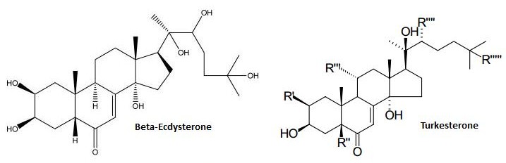 Ecdysteroids