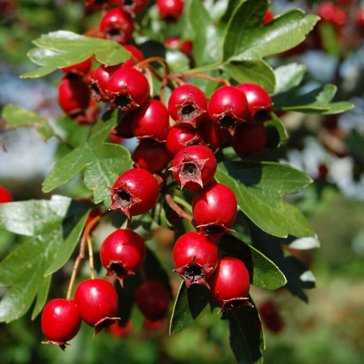 The Benefits of Hawthorn Berries for Bodybuilding