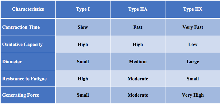 Muscle Fiber Types Bodybuilding