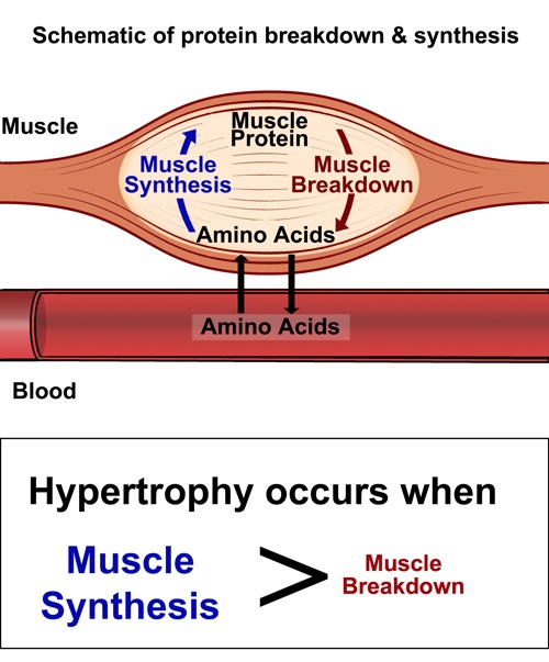 muscle protein synthesis