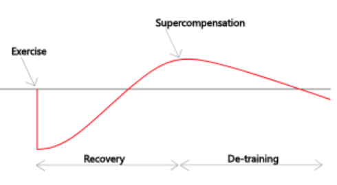 Muscle Recovery Graph