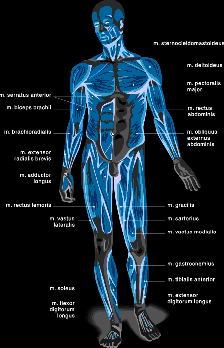 Muscle Charts For